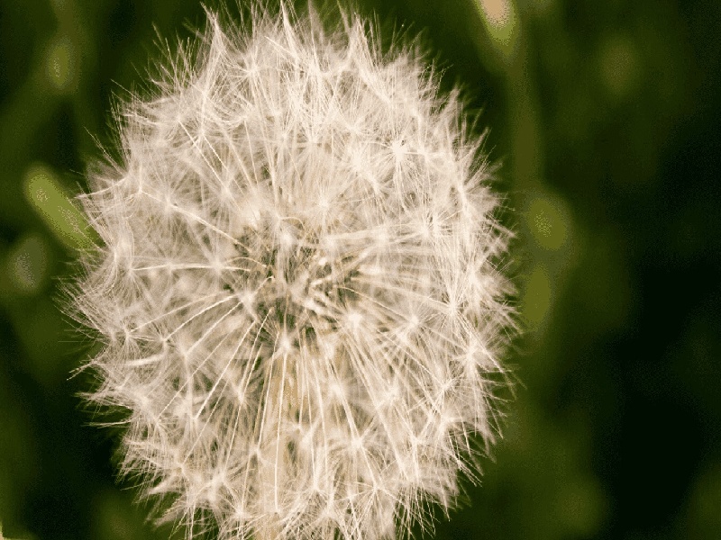 试管 不长胎芽(河南试管移植医生)